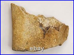 Large Unidentified Dinosaur Bone Fossil Kem Kem Beds Cretaceous Morocco