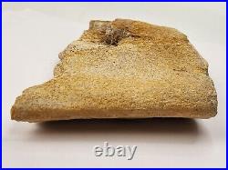 Large Unidentified Dinosaur Bone Fossil Kem Kem Beds Cretaceous Morocco