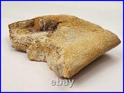 Large Unidentified Dinosaur Bone Fossil Kem Kem Beds Cretaceous Morocco