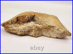 Large Unidentified Dinosaur Bone Fossil Kem Kem Beds Cretaceous Morocco