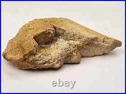 Large Unidentified Dinosaur Bone Fossil Kem Kem Beds Cretaceous Morocco