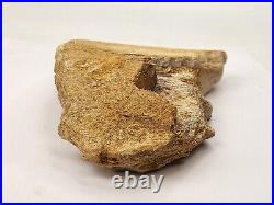 Large Unidentified Dinosaur Bone Fossil Kem Kem Beds Cretaceous Morocco