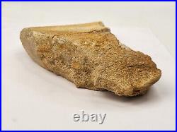 Large Unidentified Dinosaur Bone Fossil Kem Kem Beds Cretaceous Morocco