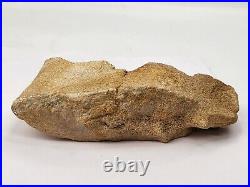 Large Unidentified Dinosaur Bone Fossil Kem Kem Beds Cretaceous Morocco