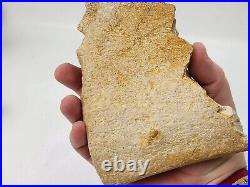 Large Unidentified Dinosaur Bone Fossil Kem Kem Beds Cretaceous Morocco