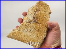 Large Unidentified Dinosaur Bone Fossil Kem Kem Beds Cretaceous Morocco