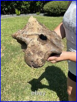 MASSIVE 13+ LB Triceratops Occipital Condyle With Skull Dinosaur Fossil Hell Creek