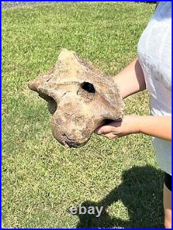 MASSIVE 13+ LB Triceratops Occipital Condyle With Skull Dinosaur Fossil Hell Creek