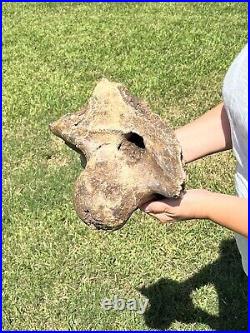 MASSIVE 13+ LB Triceratops Occipital Condyle With Skull Dinosaur Fossil Hell Creek