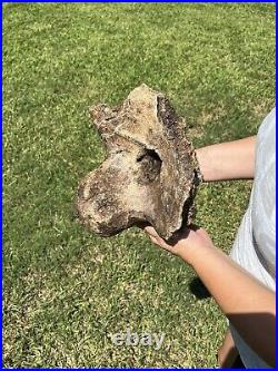 MASSIVE 13+ LB Triceratops Occipital Condyle With Skull Dinosaur Fossil Hell Creek