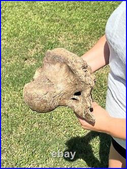 MASSIVE 13+ LB Triceratops Occipital Condyle With Skull Dinosaur Fossil Hell Creek