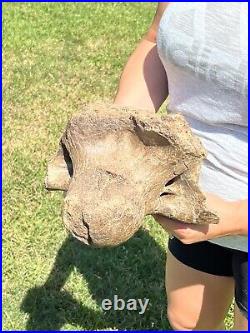 MASSIVE 13+ LB Triceratops Occipital Condyle With Skull Dinosaur Fossil Hell Creek