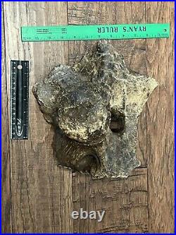 MASSIVE 13+ LB Triceratops Occipital Condyle With Skull Dinosaur Fossil Hell Creek