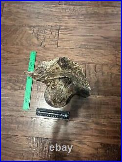 MASSIVE 13+ LB Triceratops Occipital Condyle With Skull Dinosaur Fossil Hell Creek