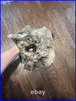 MASSIVE 13+ LB Triceratops Occipital Condyle With Skull Dinosaur Fossil Hell Creek