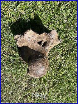 MASSIVE 13+ LB Triceratops Occipital Condyle With Skull Dinosaur Fossil Hell Creek