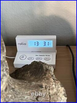 MASSIVE 13+ LB Triceratops Occipital Condyle With Skull Dinosaur Fossil Hell Creek