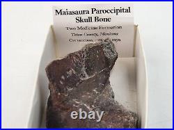 Maiasaura Dinosaur Paroccipital Skull Bone Fossil Two Medicine Teton Co, MT
