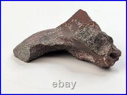 Maiasaura Dinosaur Paroccipital Skull Bone Fossil Two Medicine Teton Co, MT