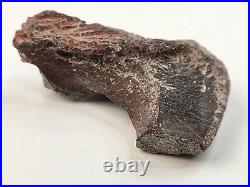 Maiasaura Dinosaur Paroccipital Skull Bone Fossil Two Medicine Teton Co, MT