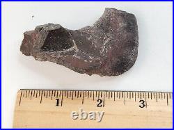 Maiasaura Dinosaur Paroccipital Skull Bone Fossil Two Medicine Teton Co, MT