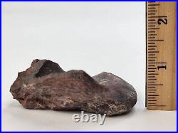 Maiasaura Dinosaur Paroccipital Skull Bone Fossil Two Medicine Teton Co, MT