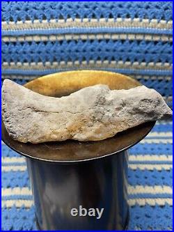 Mesohippus Dinosaur Leg Bone Authentic