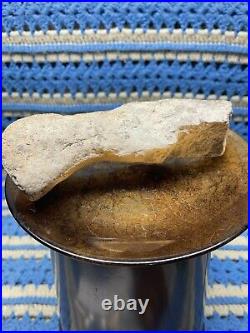 Mesohippus Dinosaur Leg Bone Authentic