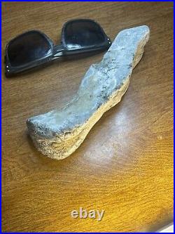 Mesohippus Dinosaur Leg Bone Authentic