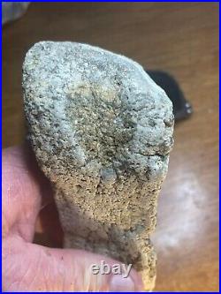 Mesohippus Dinosaur Leg Bone Authentic