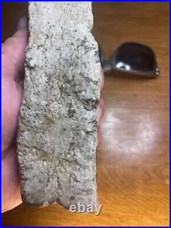 Mesohippus Dinosaur Leg Bone Authentic