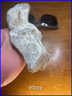 Mesohippus Dinosaur Leg Bone Authentic