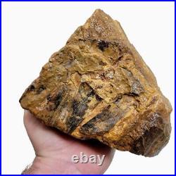 Moroccan Fossilized Dinosaur Bone Rough Chunk