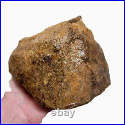 Moroccan Fossilized Dinosaur Bone Rough Chunk