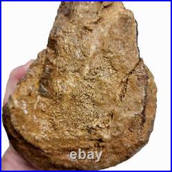 Moroccan Fossilized Dinosaur Bone Rough Chunk