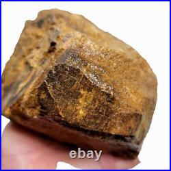 Moroccan Fossilized Dinosaur Bone Rough Chunk