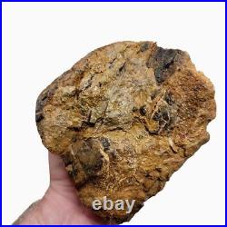 Moroccan Fossilized Dinosaur Bone Rough Chunk