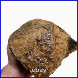 Moroccan Fossilized Dinosaur Bone Rough Chunk