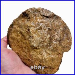 Moroccan Fossilized Dinosaur Bone Rough Chunk