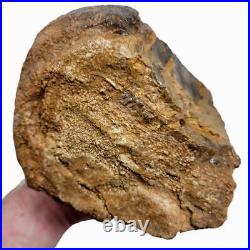 Moroccan Fossilized Dinosaur Bone Rough Chunk