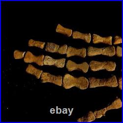 Mosasaur PADDLE BONES Original Fossil Cretaceous Dinosaur jurassic World