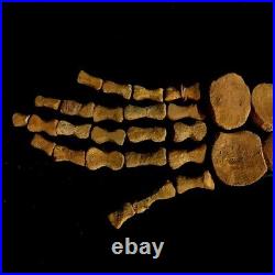 Mosasaur PADDLE BONES Original Fossil Cretaceous Dinosaur jurassic World