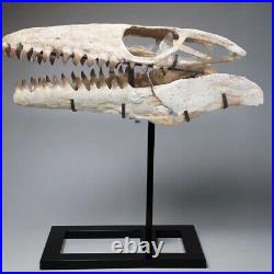 Mosasaur Skull Huge Museum- Original Fossil bones Cretaceous Mosasaurus skeleton