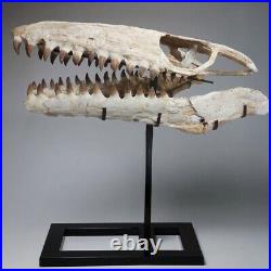 Mosasaur Skull Huge Museum- Original Fossil bones Cretaceous Mosasaurus skeleton