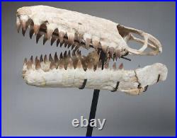 Mosasaur Skull Huge Museum- Original Fossil bones Cretaceous Mosasaurus skeleton