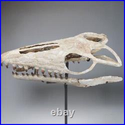 Mosasaur Skull Huge Museum- Original Fossil bones Cretaceous Mosasaurus skeleton