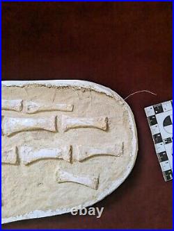 Museum Grade 38.5 Unidentified Mosasaur Complete Paddle Limb Bones