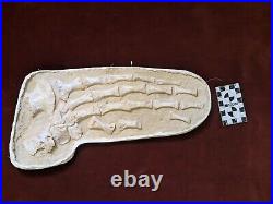 Museum Grade 38.5 Unidentified Mosasaur Complete Paddle Limb Bones