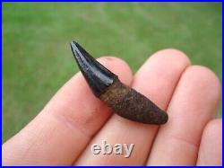 Museum Quality Bobcat Canine Tooth Florida Fossils Ice Age Extinct Jaw Bones Fl@