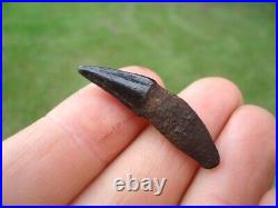 Museum Quality Bobcat Canine Tooth Florida Fossils Ice Age Extinct Jaw Bones Fl@